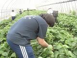 イチゴ狩り